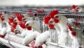 أسباب قرار الإمارات بحظر استيراد الطيور الحية من هولندا