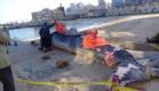 مصر.. إيداع حوت ضخم بمتحف علوم البحار