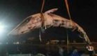 حوت الإسكندرية.. مصر تكشف عن إجراءات الدفن