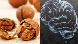 الجوز والمخ 