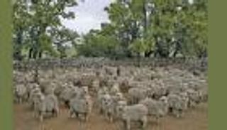 صوف أوروجواي يجمّل السيارات الفارهة الألمانية