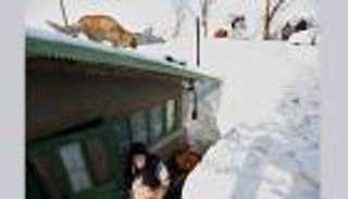 لهواة تربية القطط.. احذر.. في بيتك قاتل محترف