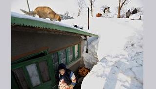 القط يصيد فريسته على الأرض وفوق الأسطح والأشجار