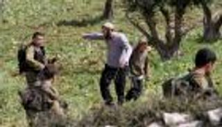 مستوطنون متطرفون يدمرون 100 شجرة زيتون فلسطينية