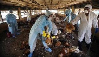 إعدام دجاج مصاب بإنفلونزا الطيور - أرشيفية