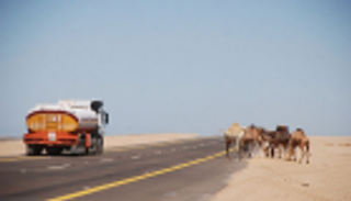الجزائر.. أحزمة ضوئية للإبل لتقليل الحوادث