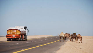 الإبل تتسبب في حوادث قاتلة على الطرق الجزائرية