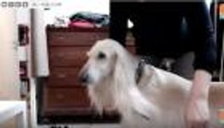 آخر صيحات الموضة.. تنسيق ملابسك مع زي كلبك