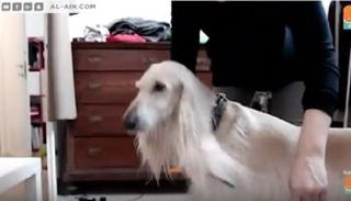 الكلاب نجوم الموضة في ميلانو