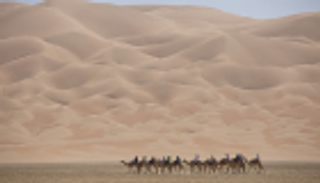 بالصور.. 15 مغامرا بـ"رحلة الهجن" على خطى الأجداد في أبوظبي