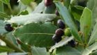 ورق الغار.. لشعر لامع وحيوي