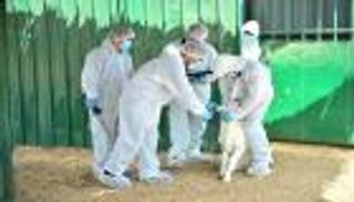 "أبوظبي للرقابة الغذائية" يطلق المرحلة الـ3 لتحصين الحيوانات 