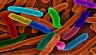 فيروس صناعي لمحاربة الجدري والسرطان