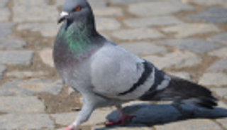 حمامة زاجلة.. "بطلة حرب"