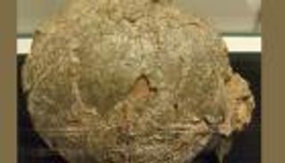 اكتشاف بيضة أكبر الديناصورات في الهند