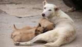 وزير هندي يبني مستشفى للكلاب تخليدا لذكرى زوجته