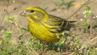 طائر الكرَوَان