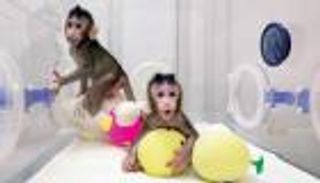 استنساخ قردين لأول مرة في العالم