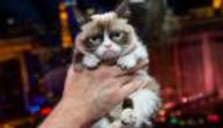 710 آلاف دولار تعويضا للقطة الغاضبة