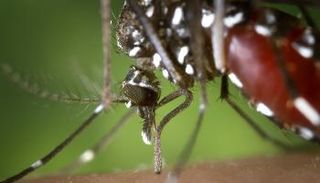 ذبابة تسي تسي الناقلة للمرض