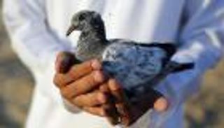 حمامة تشعل نزاعاً عشائرياً في العراق