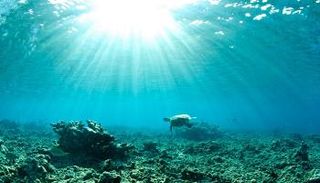 المحيطات تسجل حرارة قياسية