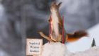 بالصور.. أولمبياد شتوية للسناجب