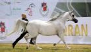 خيول الإمارات تحصد 3 ذهبيات في بطولة كأس كل الأمم بألمانيا