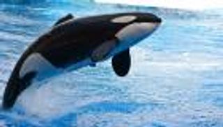 مطاردة مرعبة من حيتان أوركا لمركب صيد قرب سواحل سان دييجو