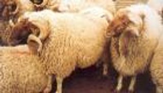 الحمض النووي يكشف أسرار الأغنام المصرية 