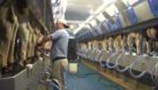 اتفاقية نافتا.. صفعة على وجه "منتجي الألبان" في كندا