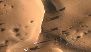 وثائقي "دبي وايلد" يُعرّف بأبرز الكنوز البيئية في الإمارة