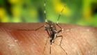 تونس تسجل 30 إصابة مؤكدة بحمى غرب النيل