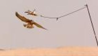 دبي غير المألوفة في وثائقي عن الحياة البرية