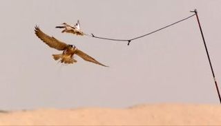 يقدم الوثائقي دبي من منظور جديد وغير مألوف