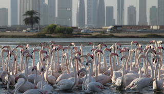 التنوع البيولوجي بدبي