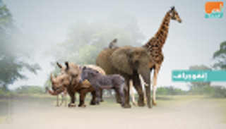 إنفوجراف.. الفيلم الوثائقي "دبي وايلد".. سحر المحميات الطبيعية