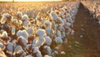 مختصون يتوقعون ارتفاع صادرات القطن المصري بنسبة 30% الموسم الجديد