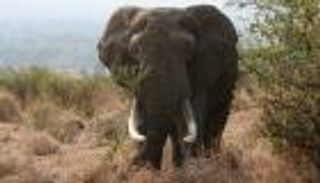 فيل يهاجم سياحا في جنوب أفريقيا