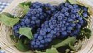 دراسة: العنب يكافح سرطان الرئة لاحتوائه على مركب ريسفيراترول