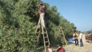 موسم الزيتون.. الذهب الأخضر يتراجع في غزة