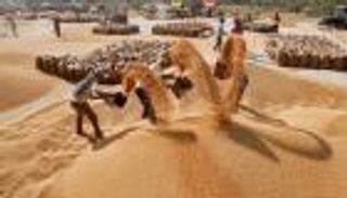 احتياطي مصر من القمح يكفي حتى فبراير