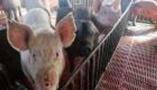 الصين تحظر واردات الخنازير من اليابان وبلجيكا لمواجهة الحمى