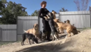 سيدة من "القرم" تبيع شقتها لتعيش مع 43 كلبا و51 قطة