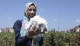 أنشودة "القطن" تصدح من جديد في منازل مزارعي دمياط المصرية