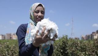 إنتاج مبشر للقطن المصري في محافظة دمياط شمال القاهرة
