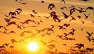 الإمارات موطن 388 نوعا من الطيور المهاجرة سنويا