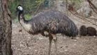 الشرطة الإسبانية تطارد نعامة أسترالية في شوارع برشلونة