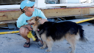 كلاب مدربة تشارك في البحث عن ناجين بعد إعصار مايكل بأمريكا