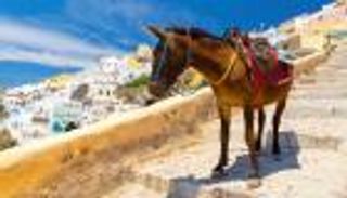 بالصور.. اليونان تمنع أصحاب الوزن الزائد من ركوب الحمير